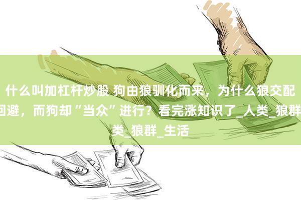 什么叫加杠杆炒股 狗由狼驯化而来，为什么狼交配时会回避，而狗却“当众”进行？看完涨知识了_人类_狼群_生活